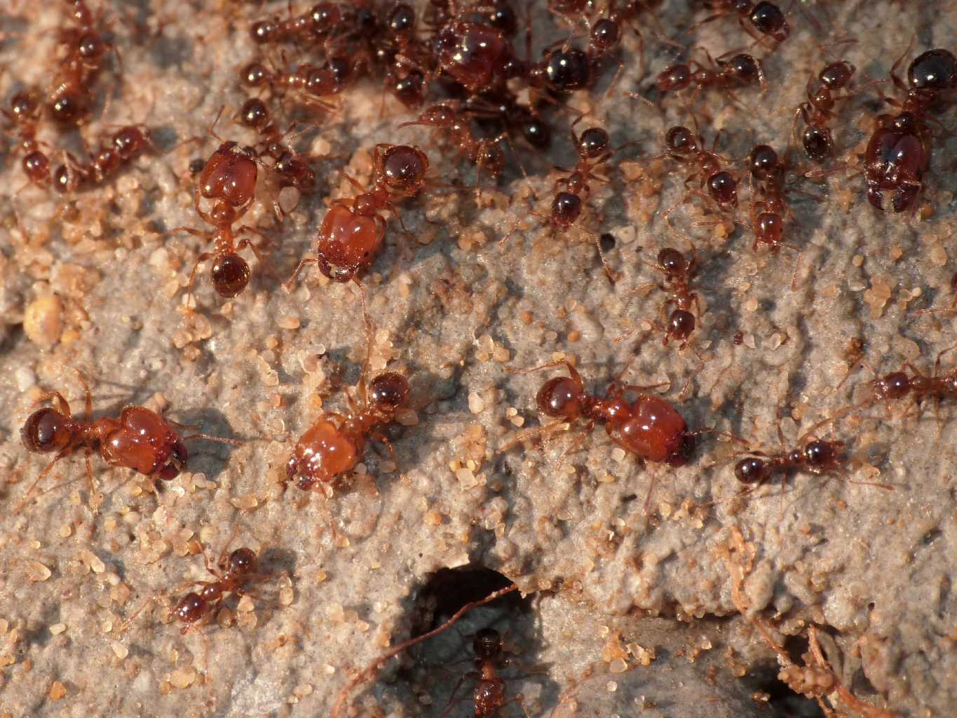 Pheidole pallidula: individui maggiori e minori